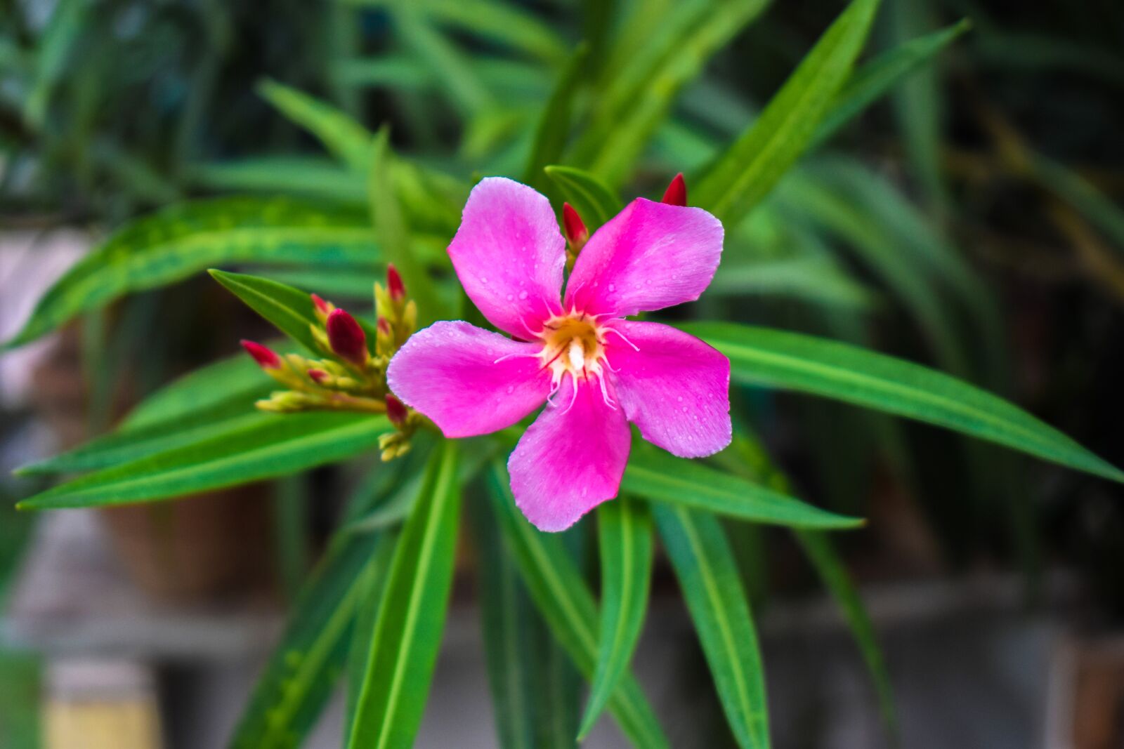 Nikon D3500 sample photo. Oleander, flower, plant photography