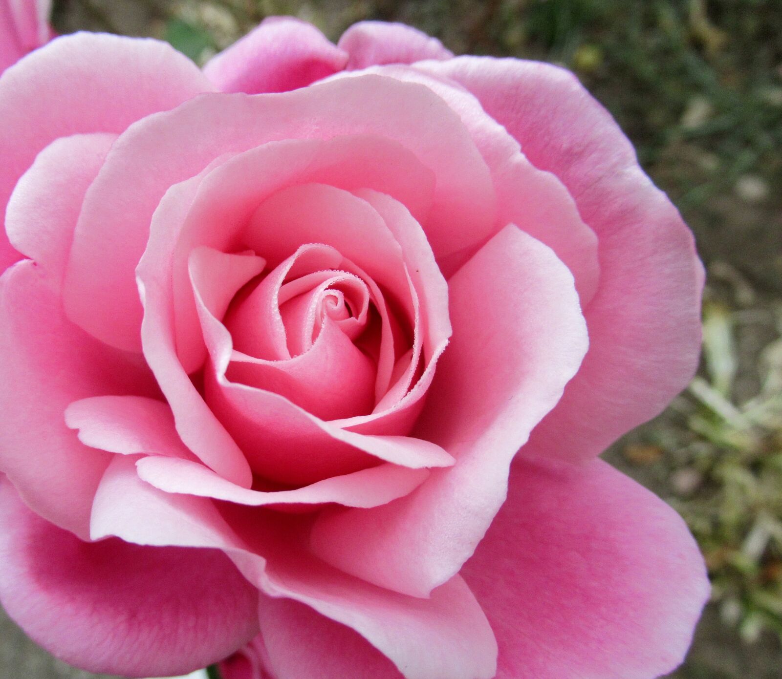 Canon PowerShot SX620 HS sample photo. Autumn, rose, open photography