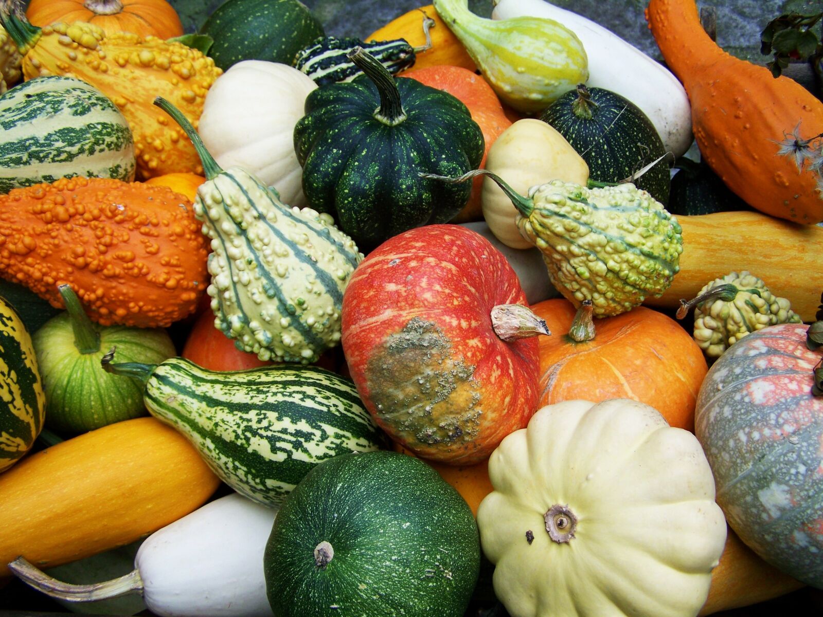 Kodak EASYSHARE ZD710 ZOOM DIGITAL CAMERA sample photo. Pumpkins, colorful pumpkins, fall photography