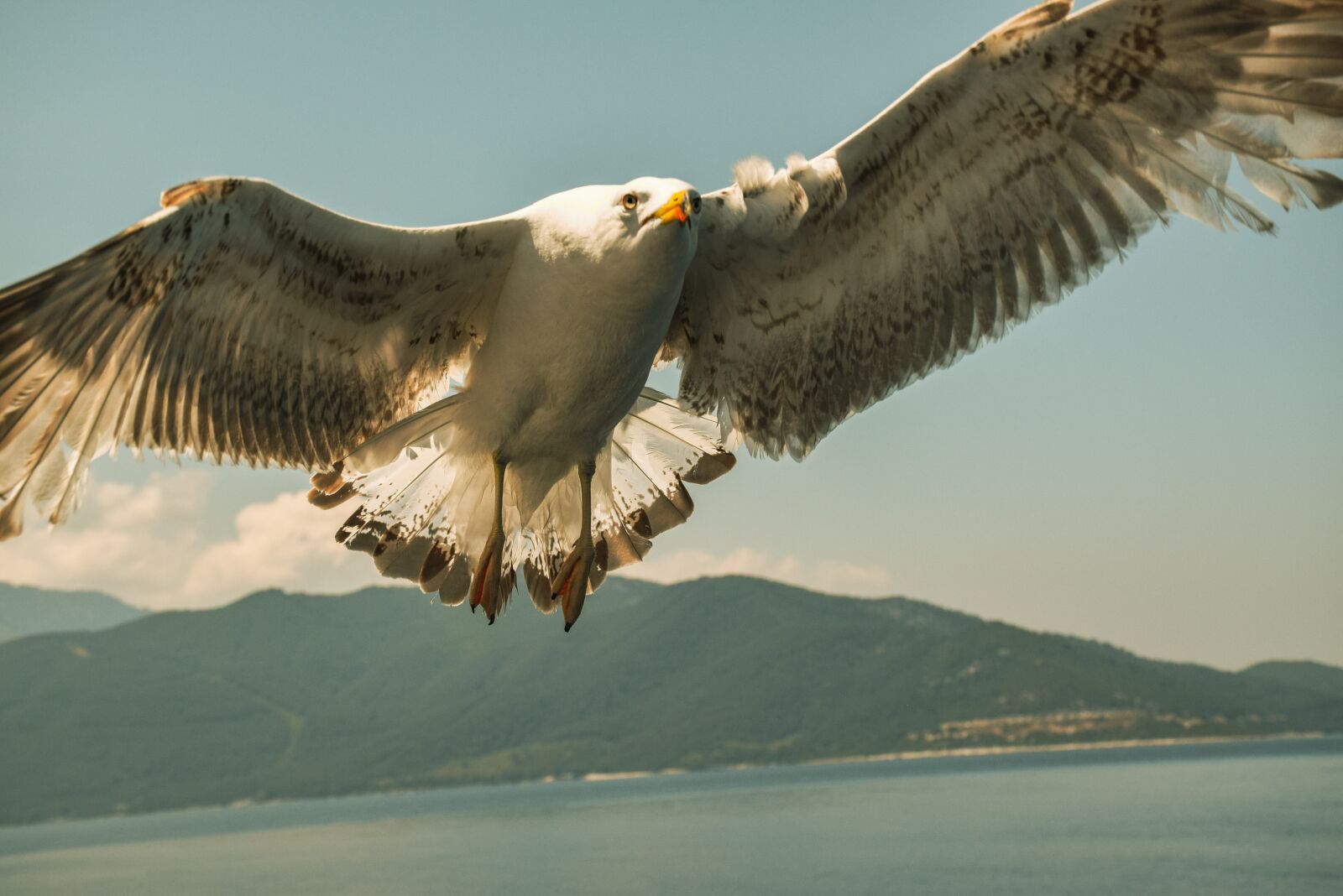 Nikon D5300 sample photo. The seagull, sky, bird photography