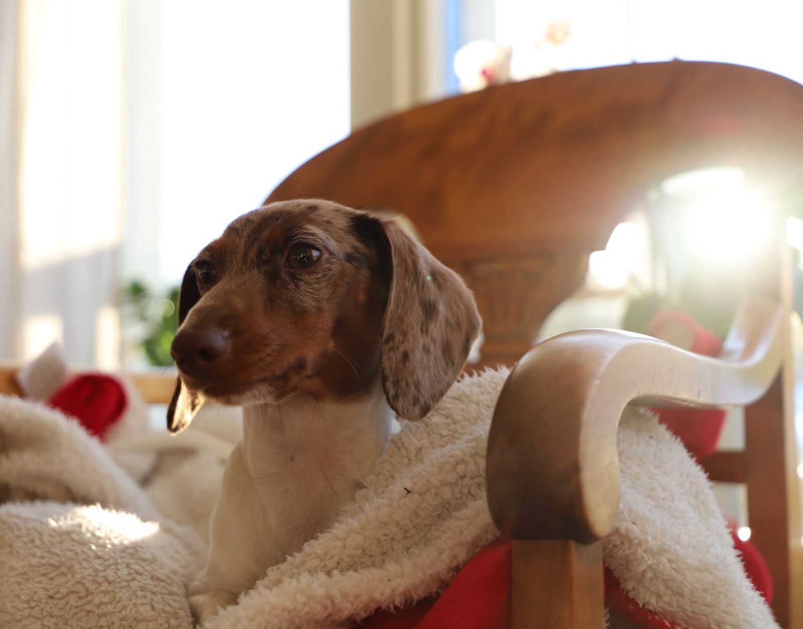 Canon EOS 6D Mark II sample photo. Dog, cute, domestic photography