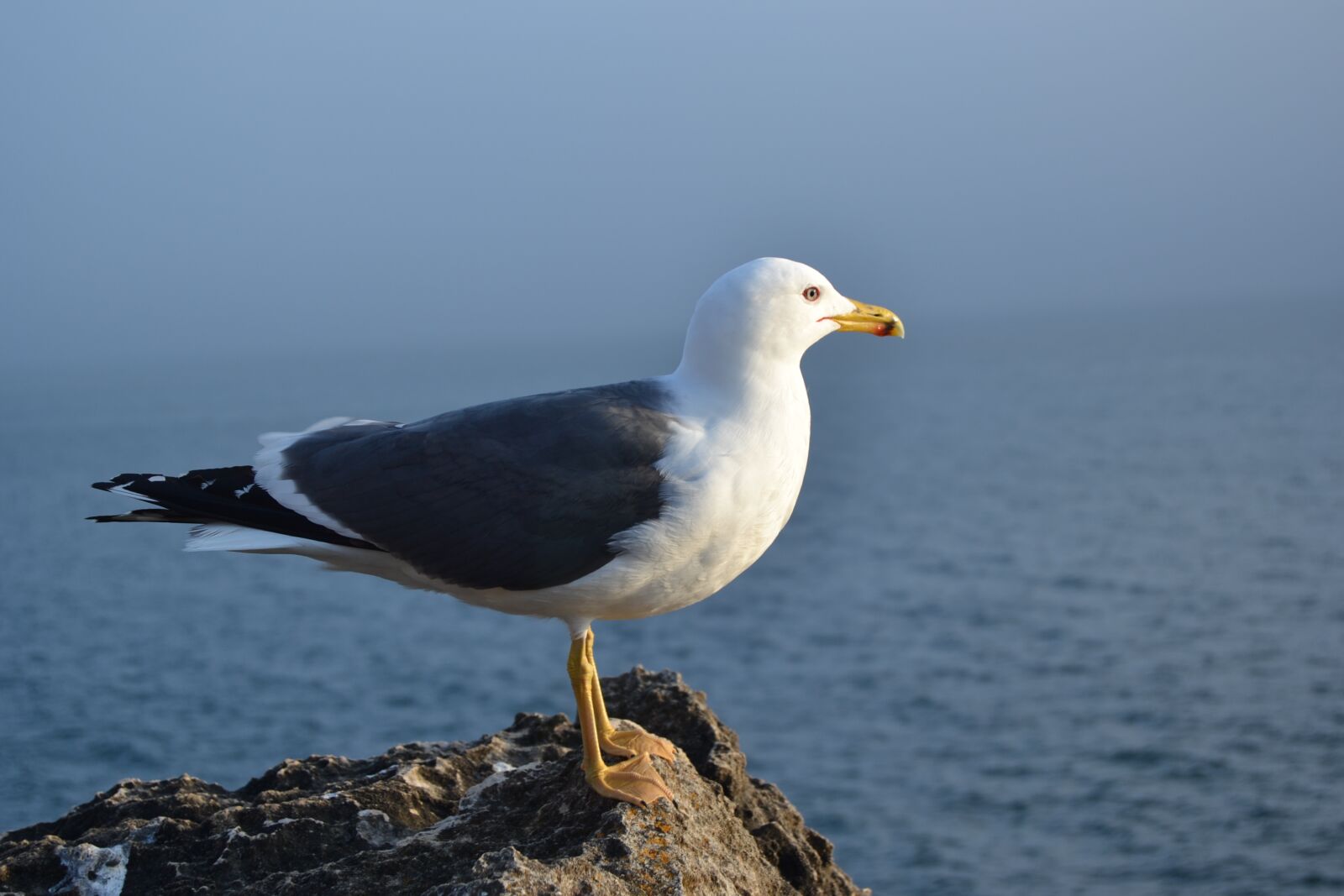 Nikon D3100 sample photo. Seagull, birds, animals photography