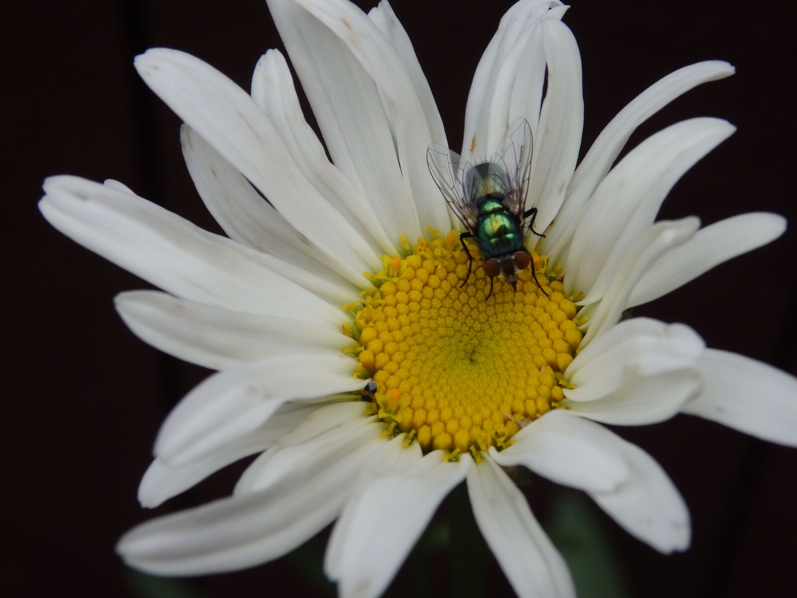 Olympus SZ-17 sample photo. Daisy, flower, fly photography