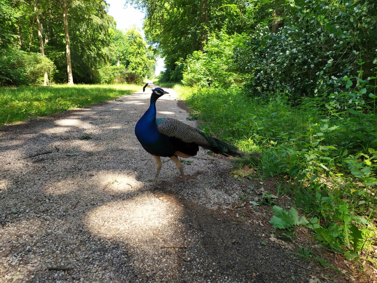 Xiaomi Redmi Note 7 sample photo. Nature, bird, blue photography