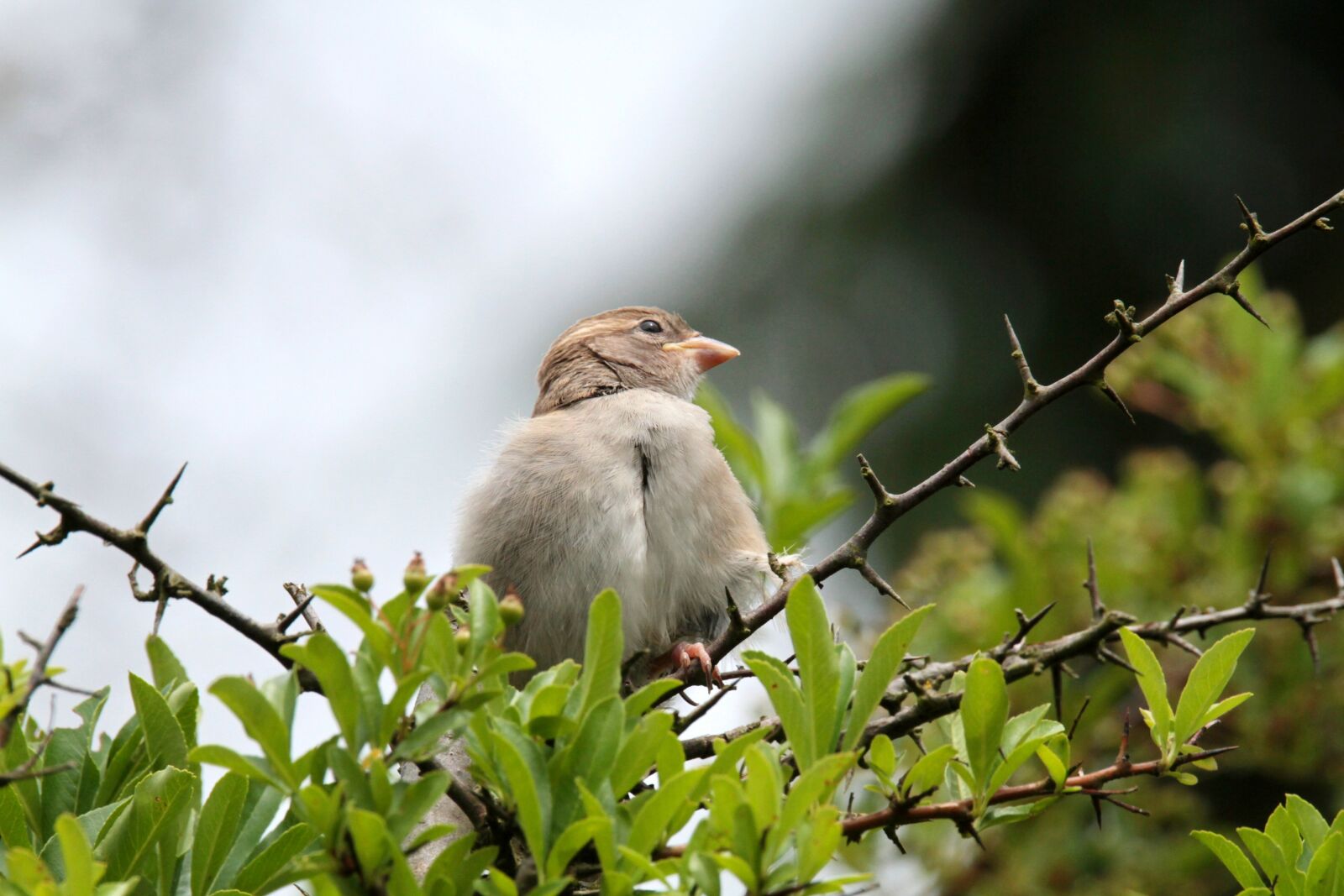 Canon EOS 7D sample photo. Sparrow, sperling, bird photography