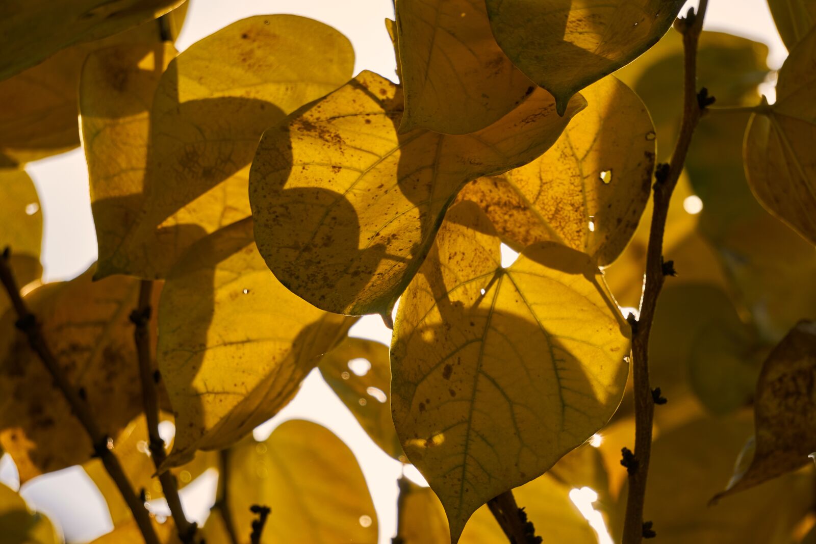 Sony E 55-210mm F4.5-6.3 OSS sample photo. Leaf, heart, heart shape photography