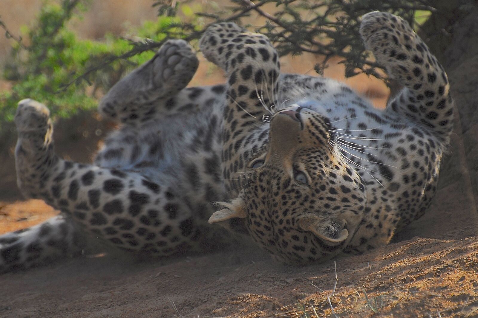Nikon D200 sample photo. African cats, leopard, wild photography