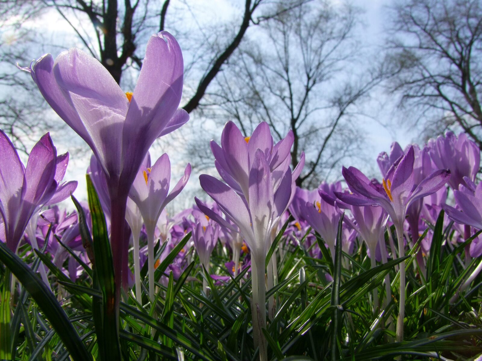Fujifilm FinePix S100fs sample photo. Flowers, spring, park photography