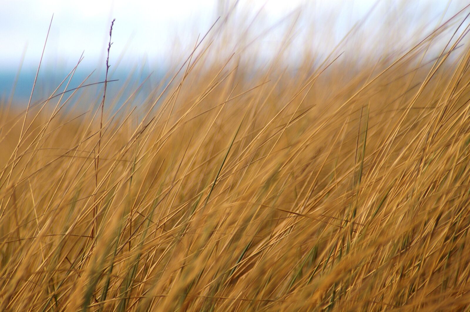 Pentax *ist DL2 sample photo. Grass, dune, sea photography