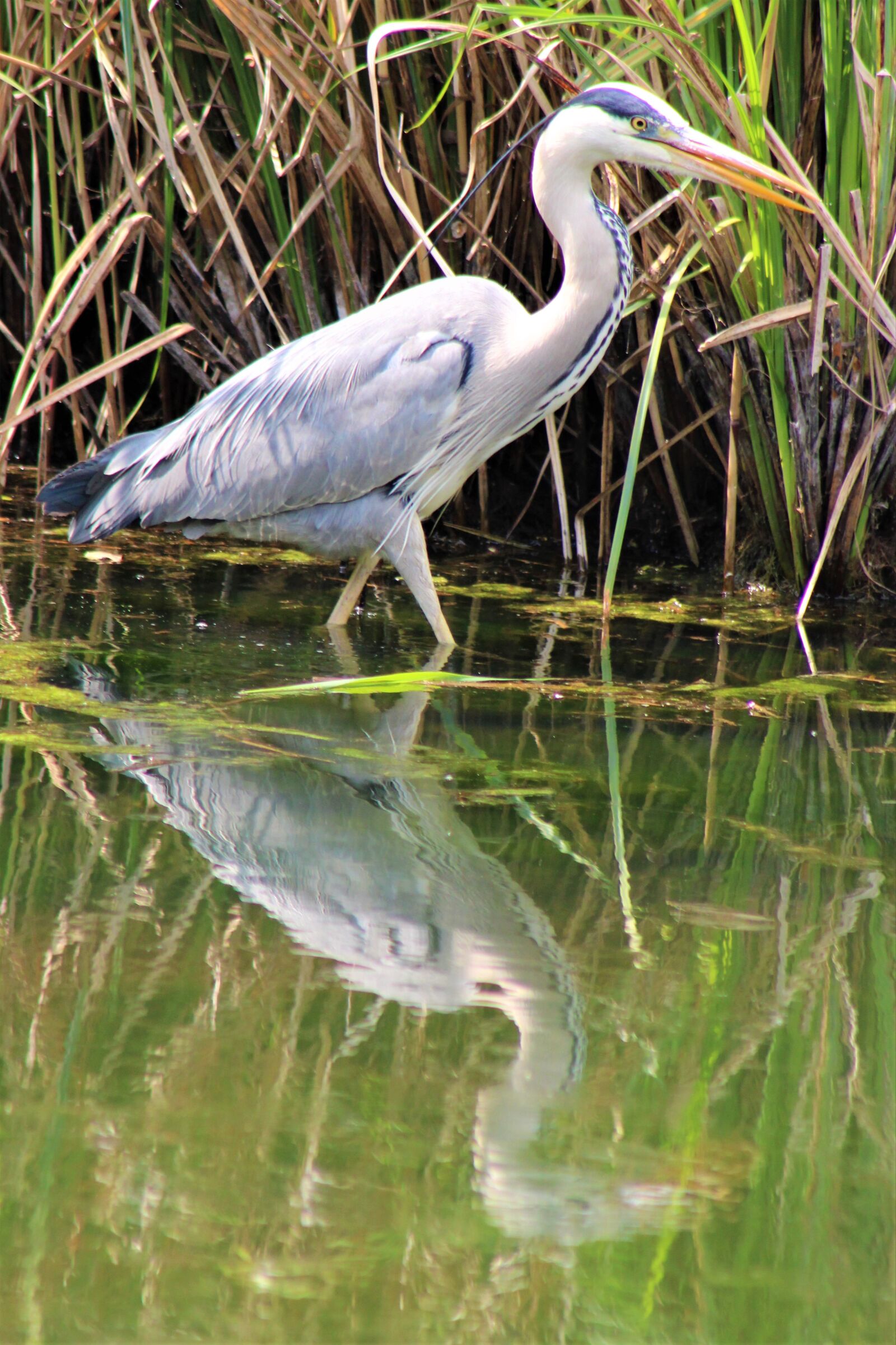 Canon EF75-300mm f/4-5.6 sample photo. Heron, bird, nature photography