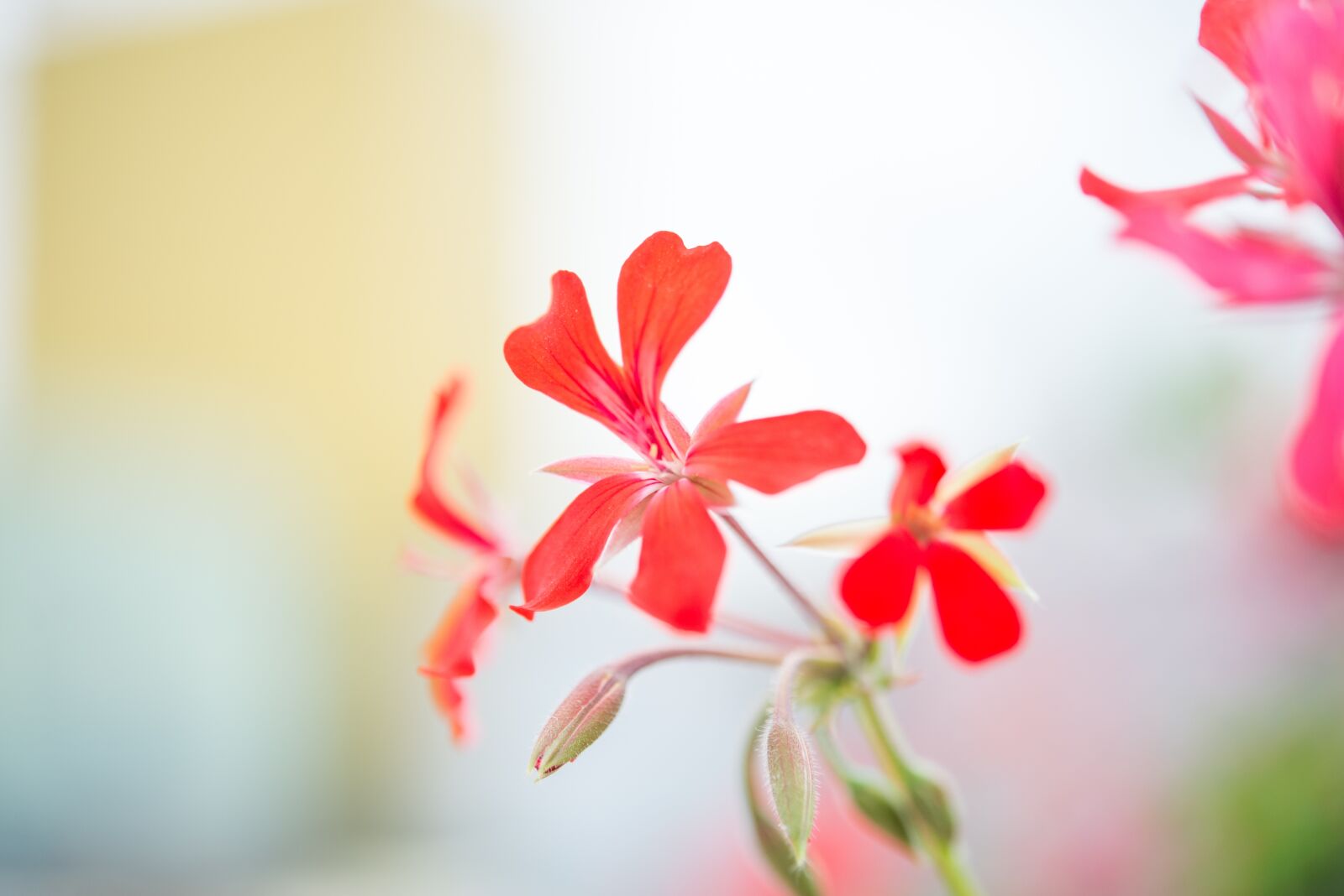 Nikon D600 sample photo. Red, bloom, blossom photography