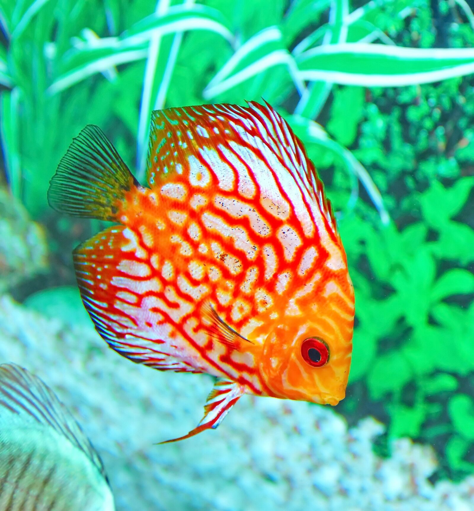 Canon EOS 60D sample photo. Fish, aquarium, underwater photography