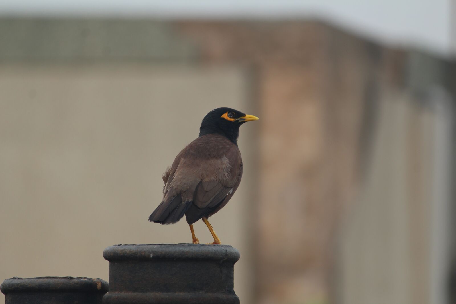 Canon EOS 1200D (EOS Rebel T5 / EOS Kiss X70 / EOS Hi) sample photo. Myna, common myna, mynah photography