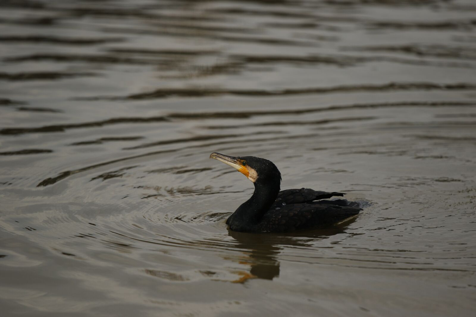 Canon EOS 7D Mark II sample photo. Cormorant, water bird, black photography