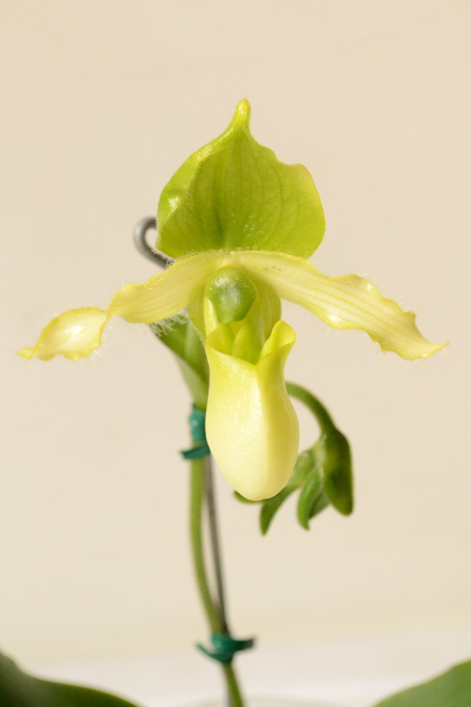 Nikon D3100 sample photo