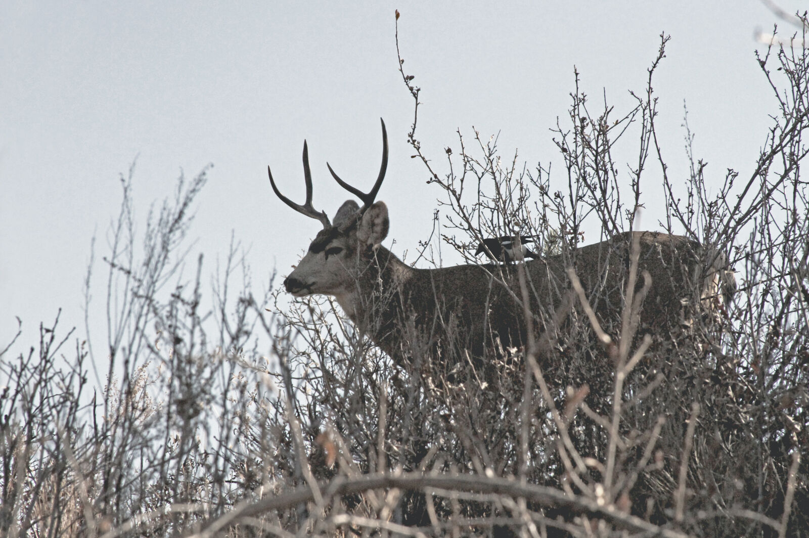 Canon EF 28-135mm F3.5-5.6 IS USM sample photo. Deer, on, snow, covered photography