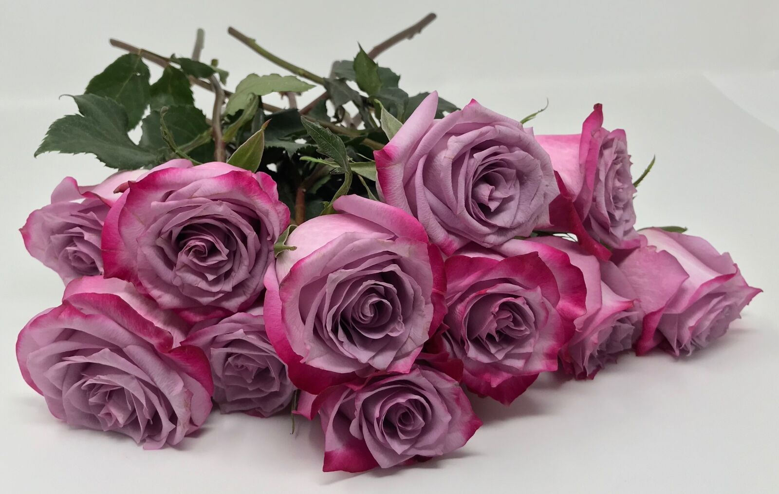 Apple iPhone 7 sample photo. Pink, roses, rose photography