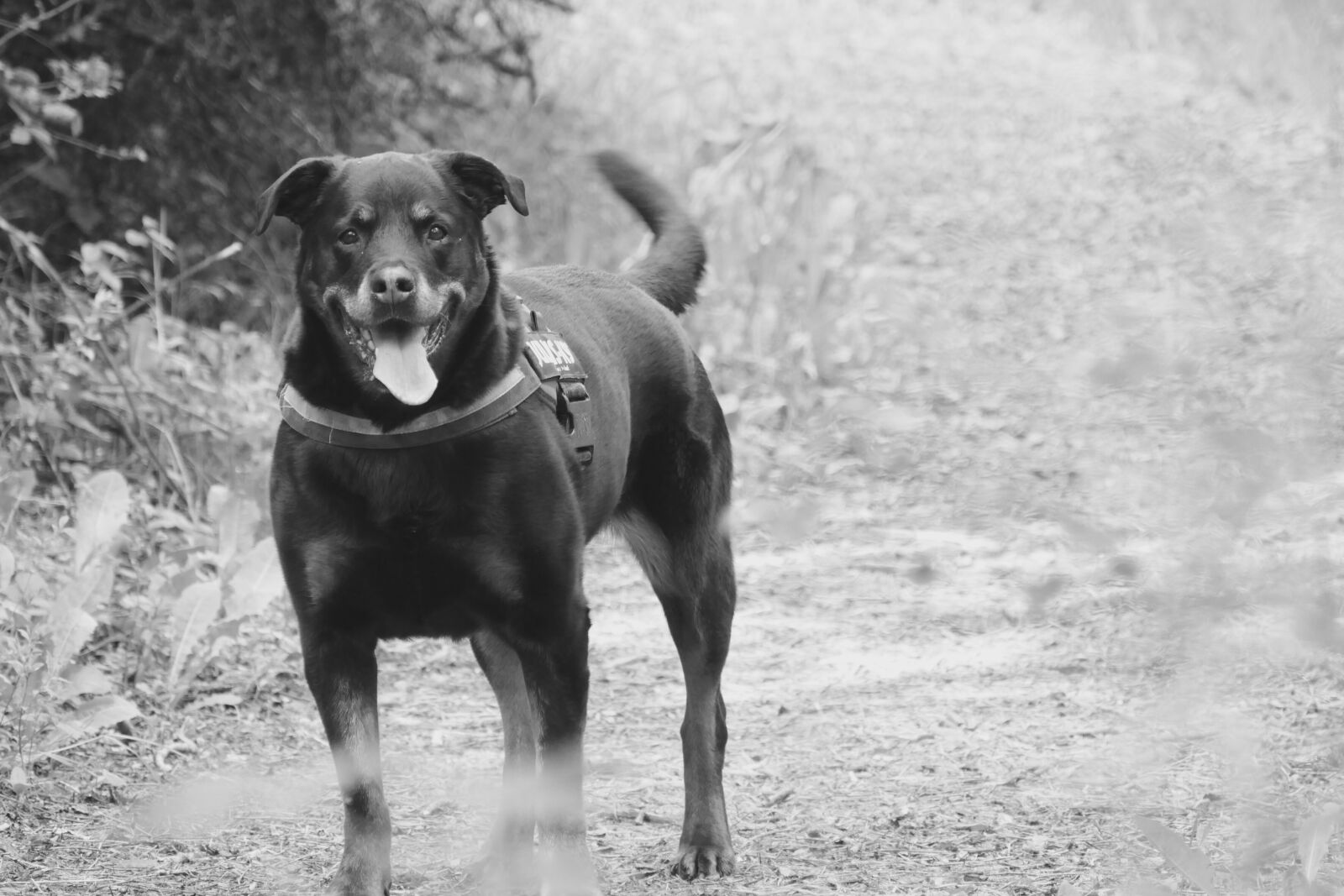 Panasonic Lumix DMC-FZ1000 sample photo. Dana, lovely, dog photography