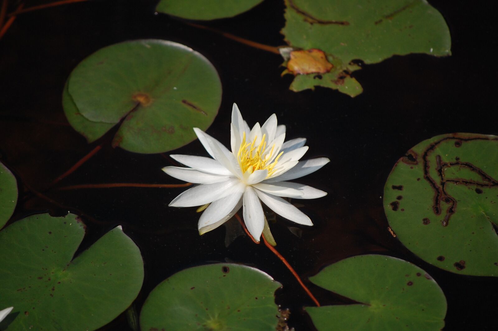 Nikon D40 sample photo. Flower, waterlily, leaf photography