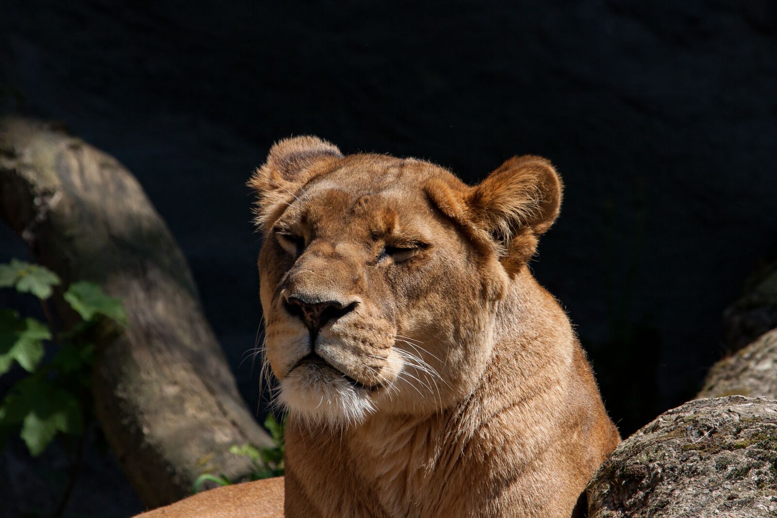 Canon EOS 50D sample photo. Lion, lioness, predator photography