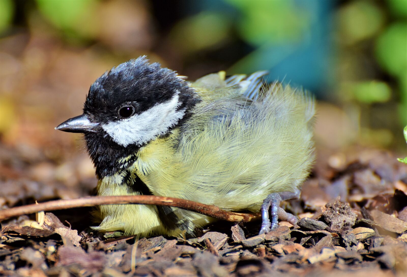 Nikon D7200 sample photo. Tit, songbird, small bird photography