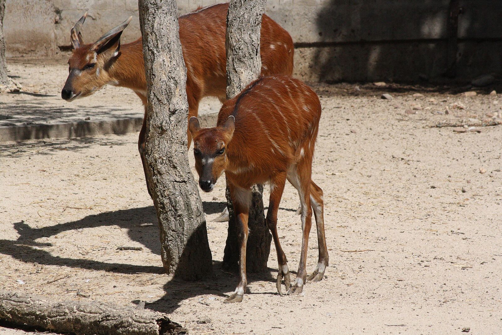Canon EOS 1000D (EOS Digital Rebel XS / EOS Kiss F) sample photo. Bongo drum, antelope, animal photography