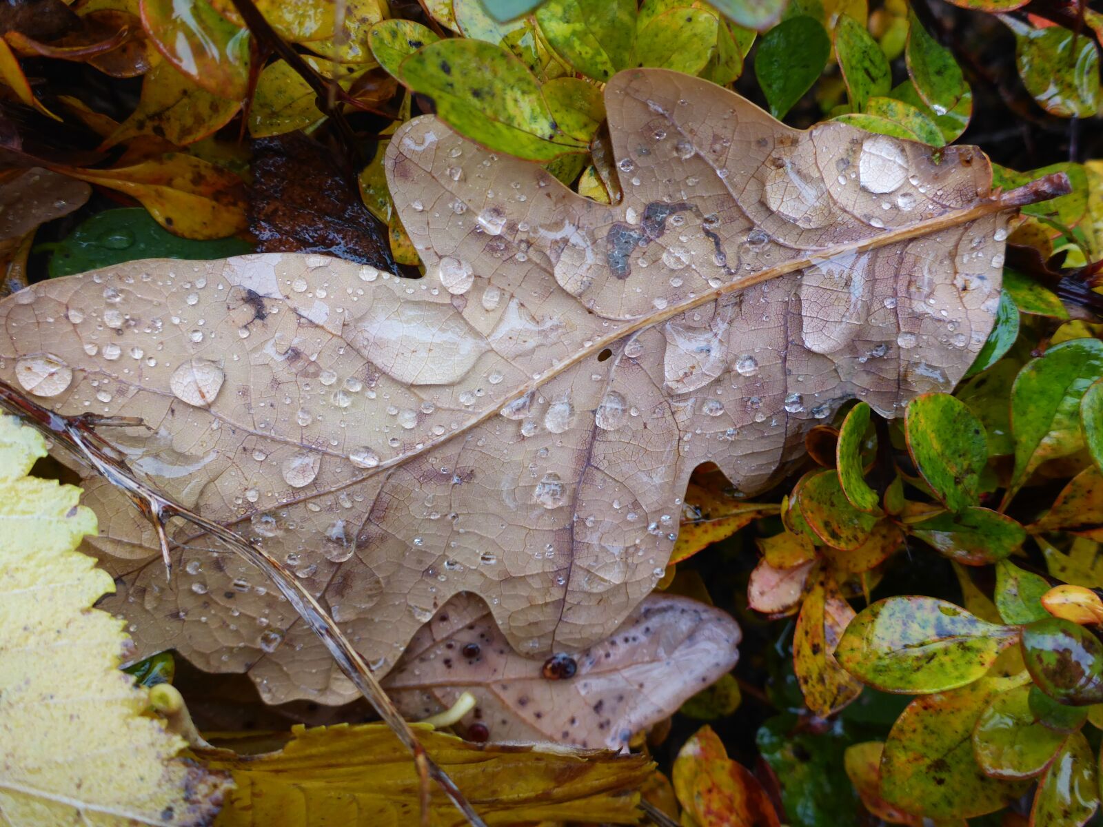 Panasonic Lumix DMC-TS5 (Lumix DMC-FT5) sample photo. Leaf, nature, water photography