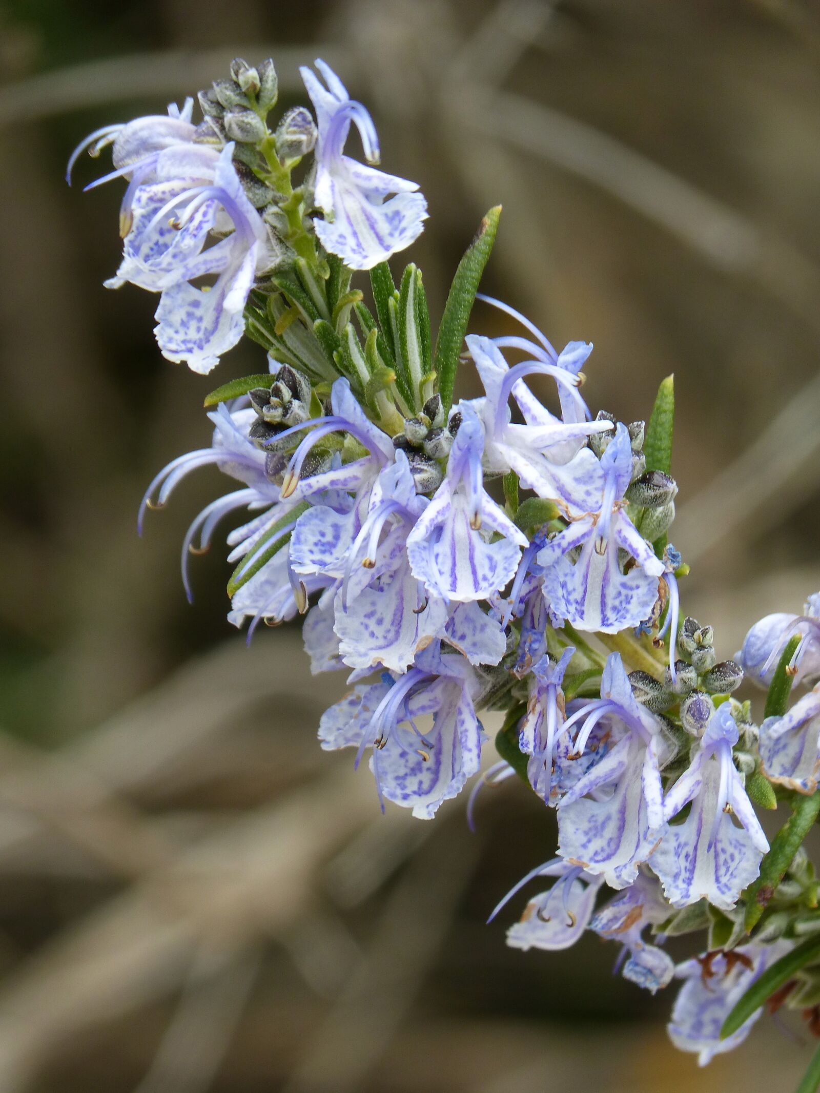 Panasonic DMC-FZ62 sample photo. Rosemary, rosemary in flower photography