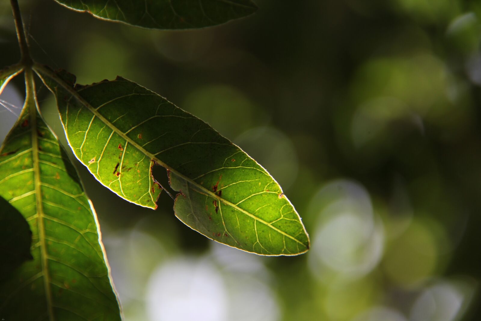 Canon EOS 550D (EOS Rebel T2i / EOS Kiss X4) sample photo. Nature, leaf, green photography