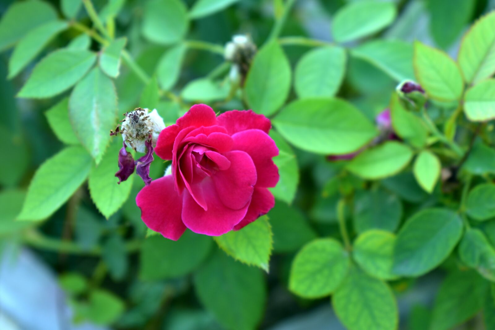 Nikon D5600 sample photo. Red rose, rose, flower photography