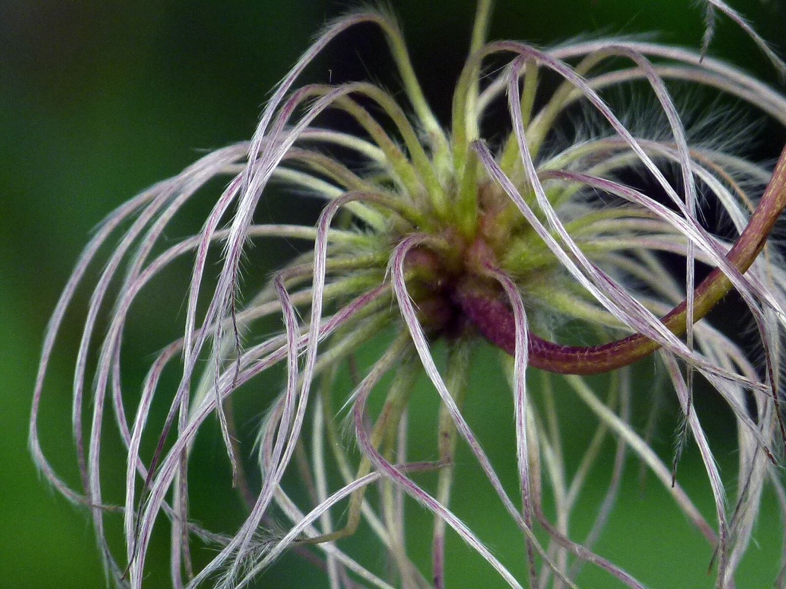 Panasonic Lumix DMC-FZ100 sample photo. Clematis, golden, flower photography