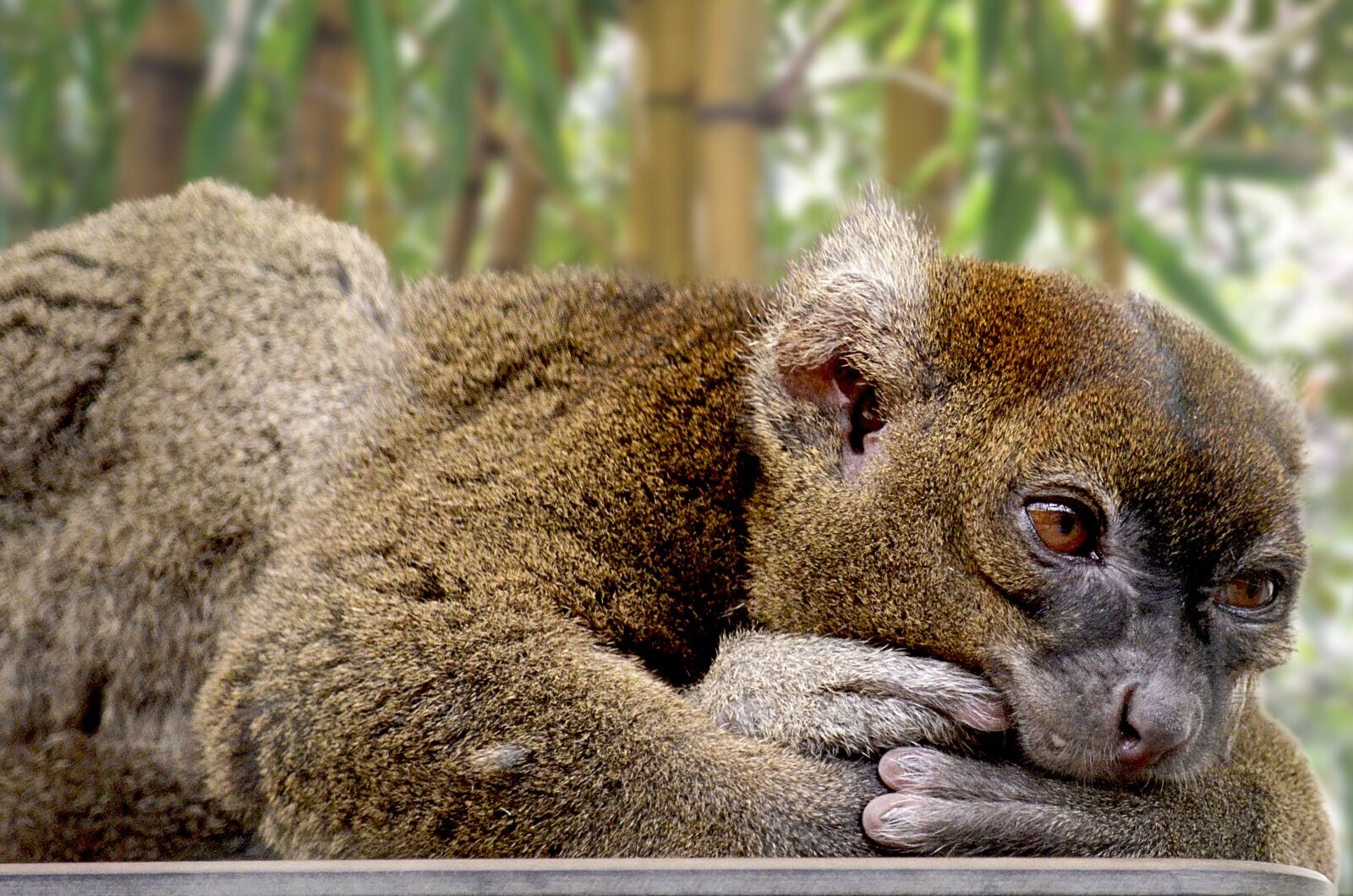 Nikon D5100 sample photo. Bamboo lemur, lemur, primates photography