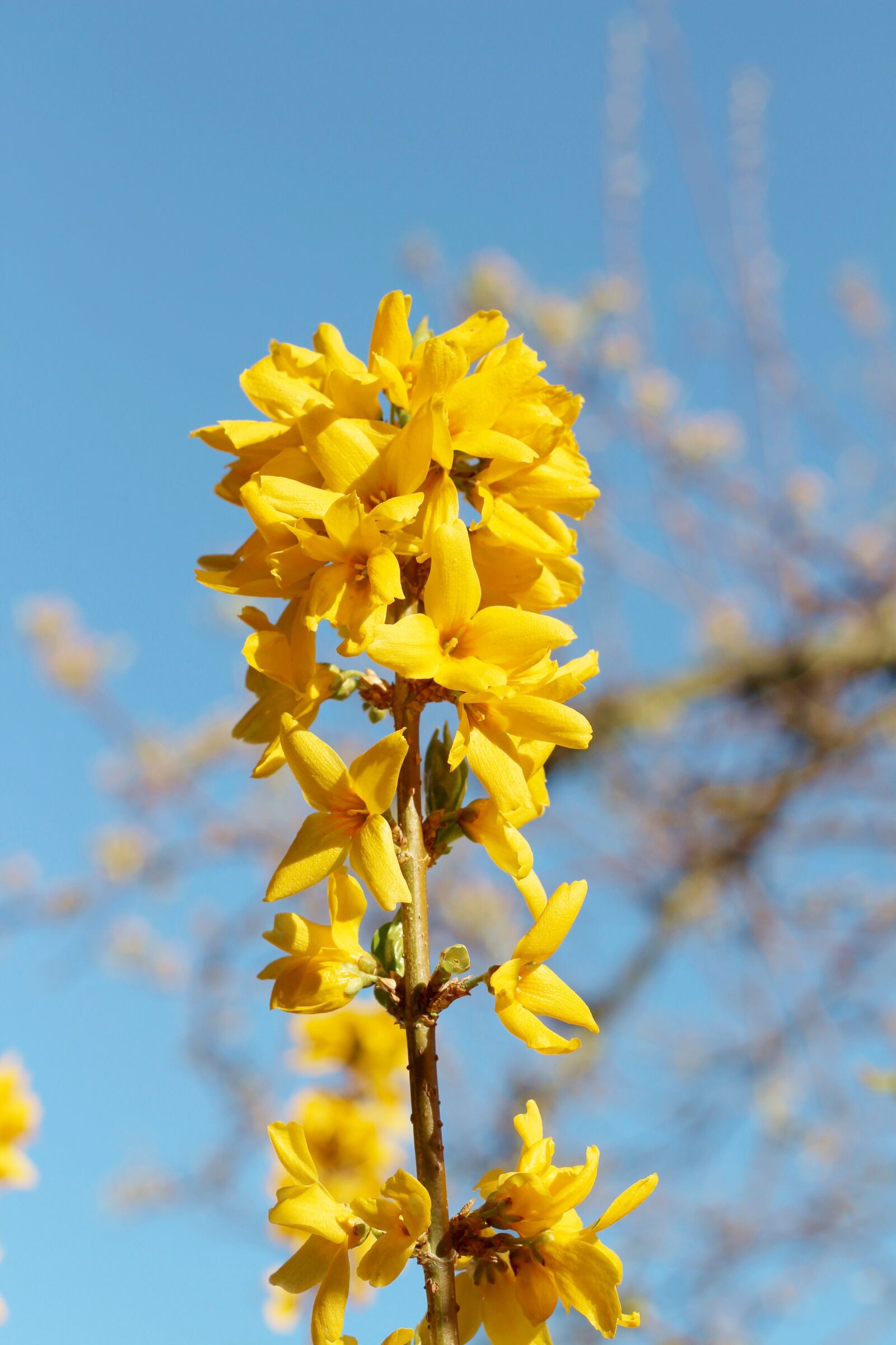 Canon EOS 700D (EOS Rebel T5i / EOS Kiss X7i) + Canon EF 50mm F1.8 II sample photo. Forsythia, flower, spring photography