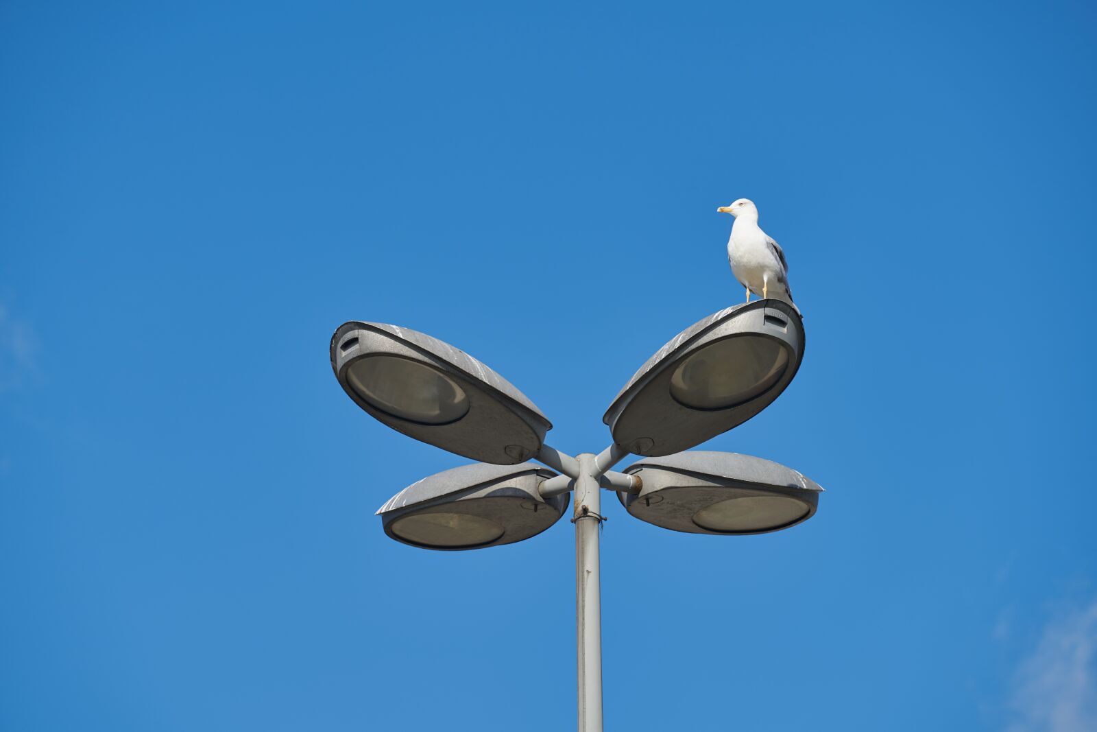 Sony FE 70-200mm F4 G OSS sample photo. Seagull, bird, animal photography