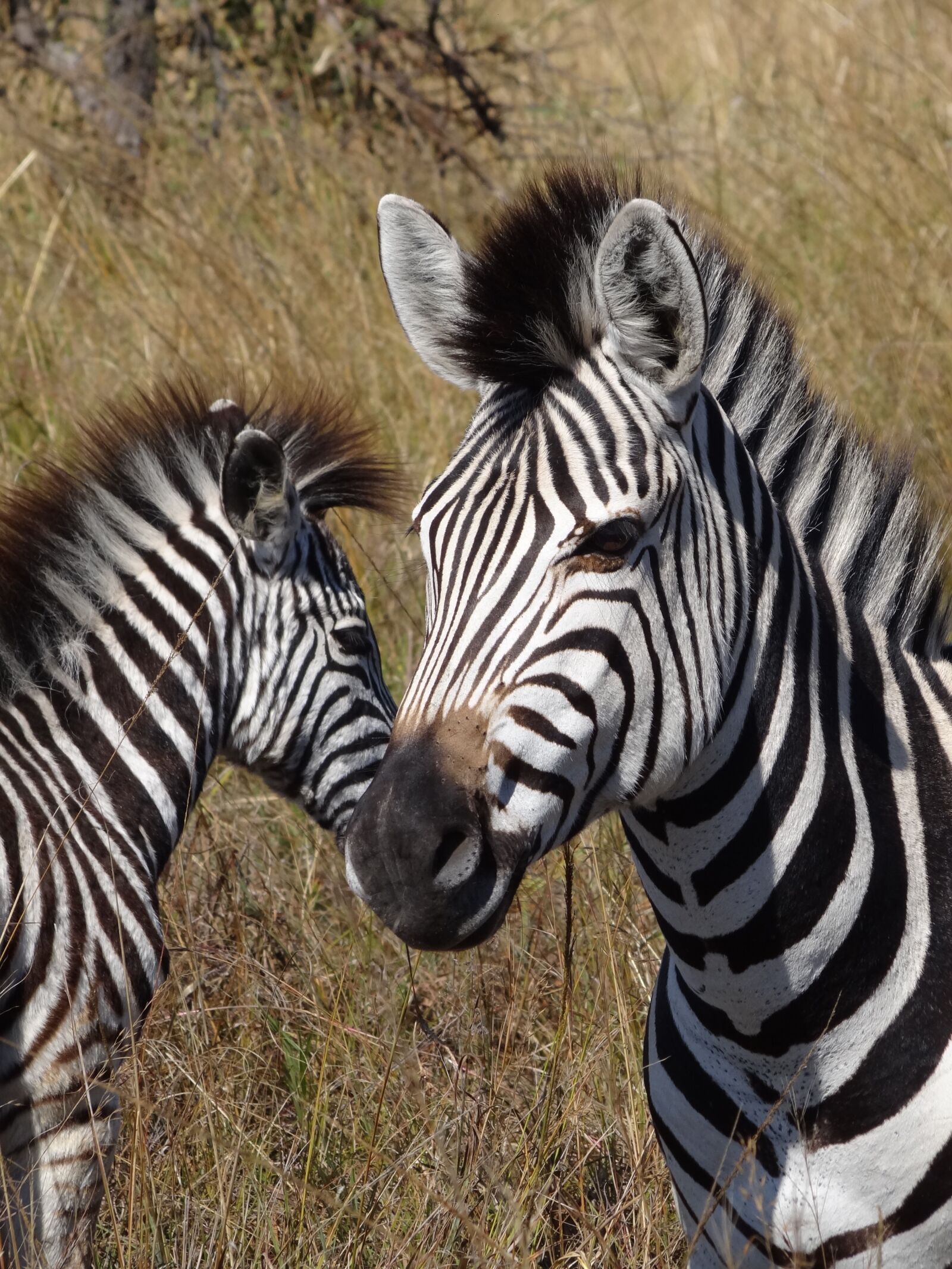 Sony Cyber-shot DSC-HX100V sample photo. Zebra, africa, wildlife photography