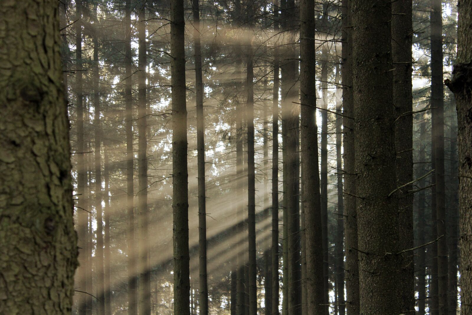 Canon EOS 1300D (EOS Rebel T6 / EOS Kiss X80) sample photo. Forest, trees, firs photography