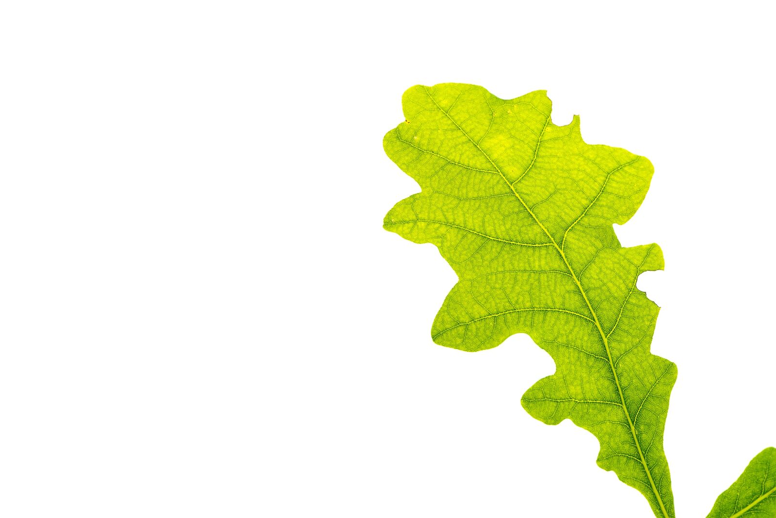 Nikon D750 sample photo. Leaf, green, oak leaf photography