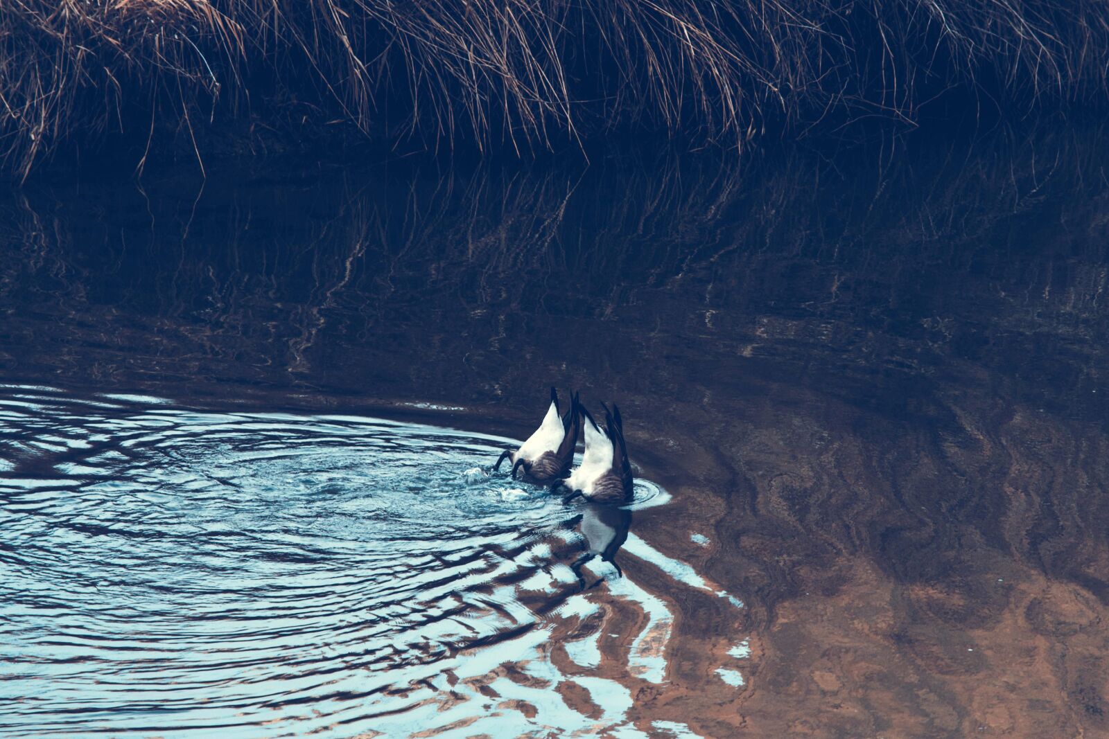 Nikon D5200 sample photo. Lake, coast, pond, water photography
