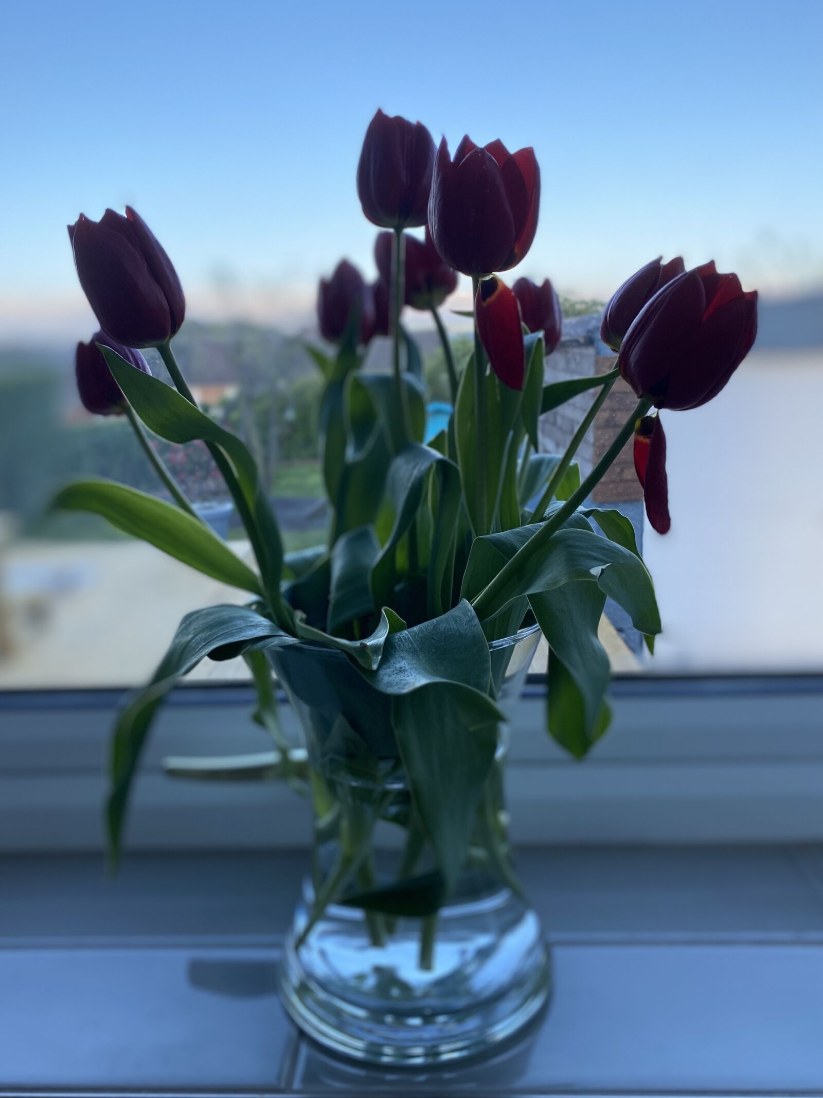 Apple iPhone 11 sample photo. Flowers, vase, tulips photography