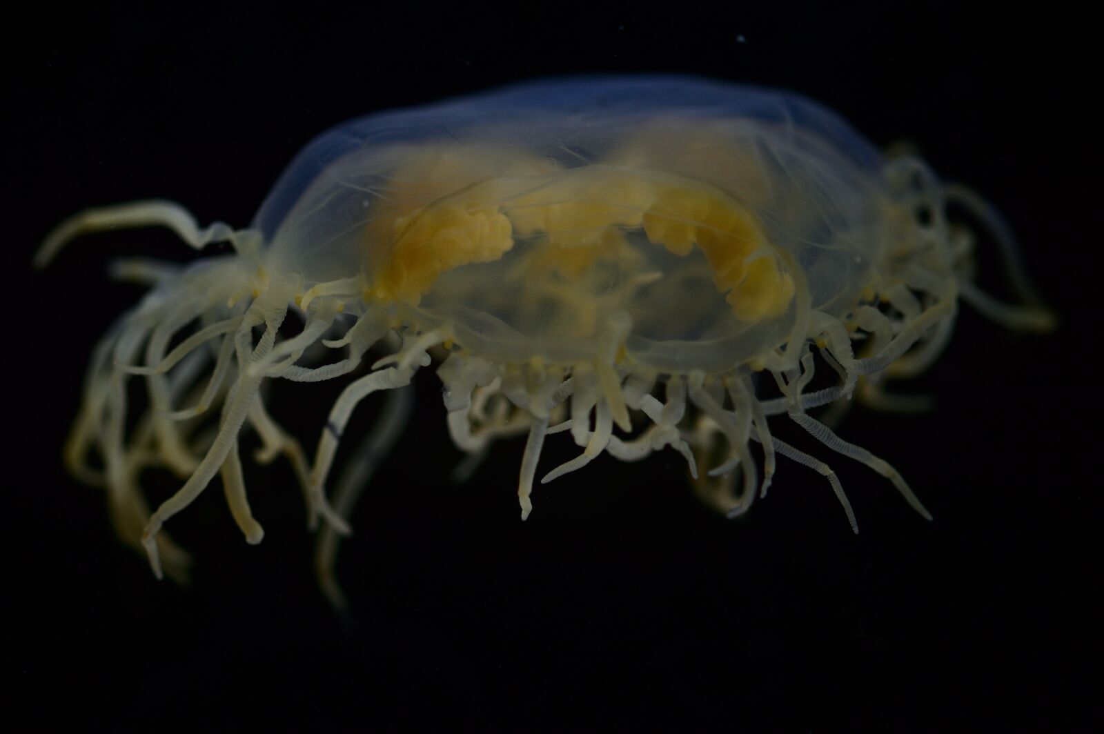 Nikon D3200 sample photo. Gonionemus vertens, medusa-garden-spider, jellyfish photography