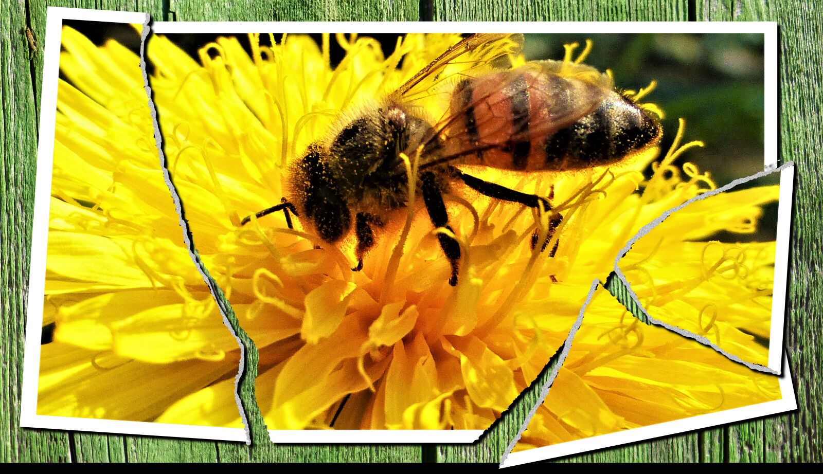 Panasonic Lumix DMC-ZS25 (Lumix DMC-TZ35) sample photo. Insect, bee, nature photography
