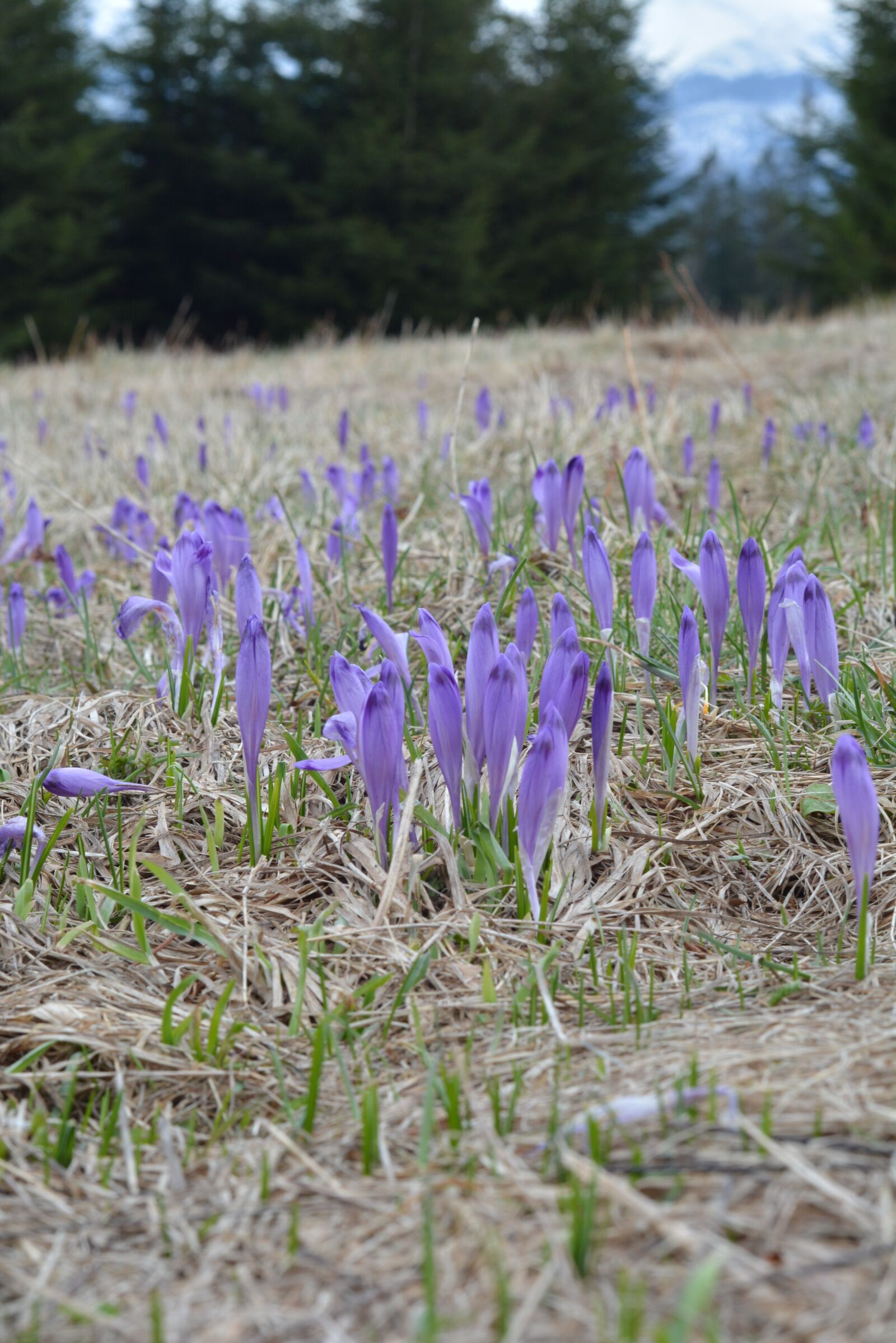 Nikon D5200 sample photo. Krokus, crocus, tatry photography
