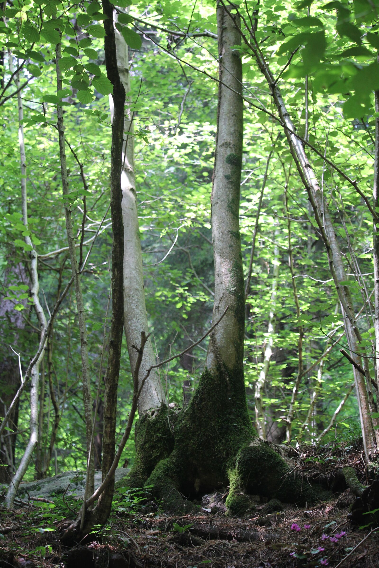 Canon EF-S 55-250mm F4-5.6 IS STM sample photo. Forest, wood, tree photography