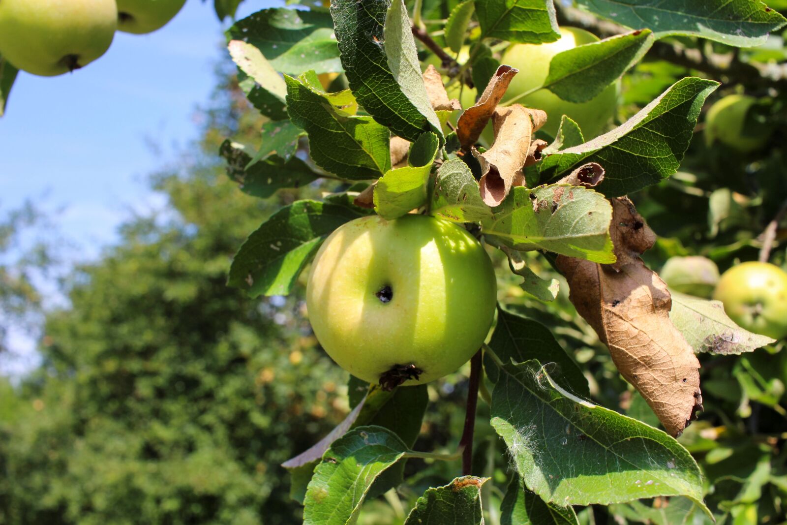 Canon EF-S 24mm F2.8 STM sample photo. Apple, tree, apple tree photography