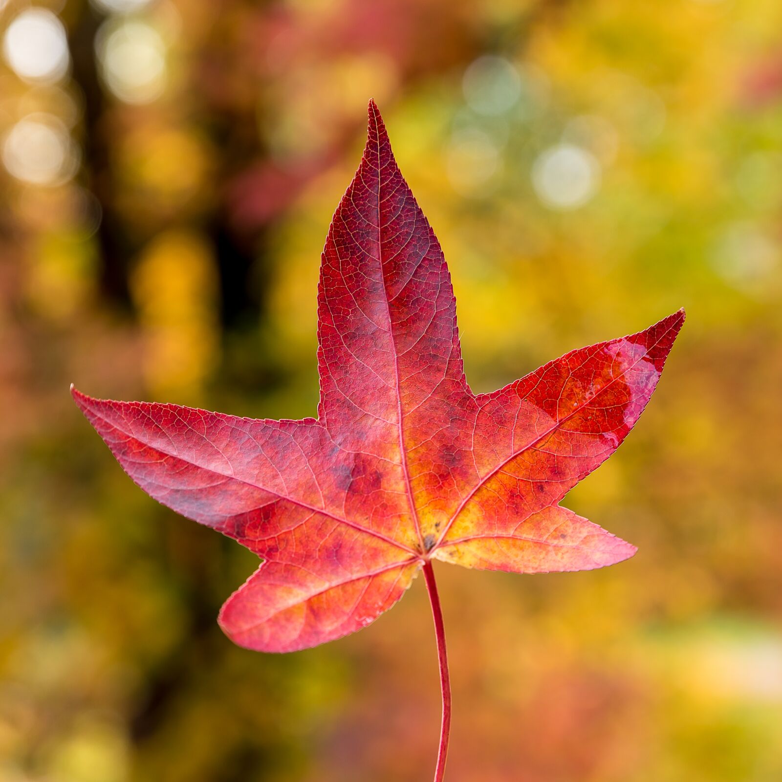 Nikon D750 sample photo. Autumn, leaf, color photography