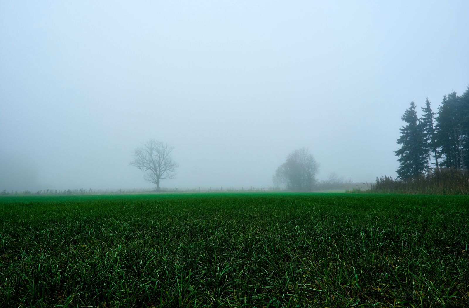 Sony a6300 + Sigma 16mm F1.4 DC DN | C sample photo. Nature, meadow, fog photography