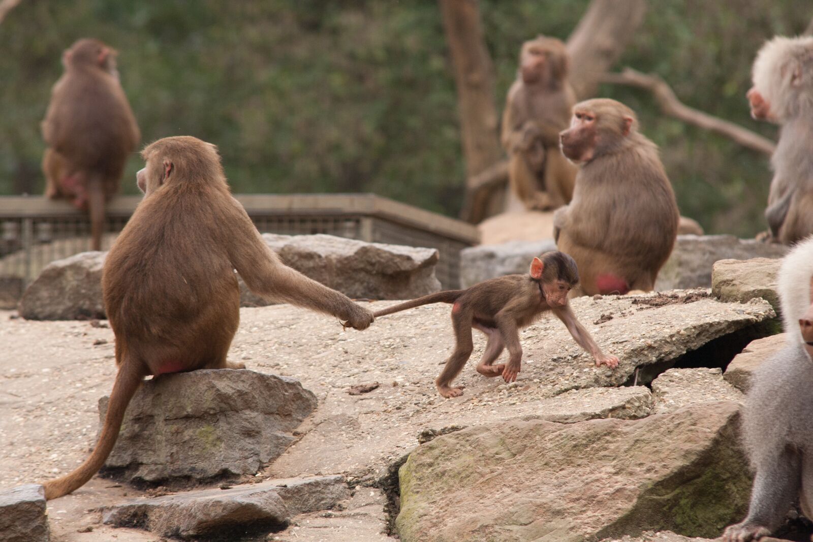Canon EOS 350D (EOS Digital Rebel XT / EOS Kiss Digital N) sample photo. Monkeys, family, naughty photography