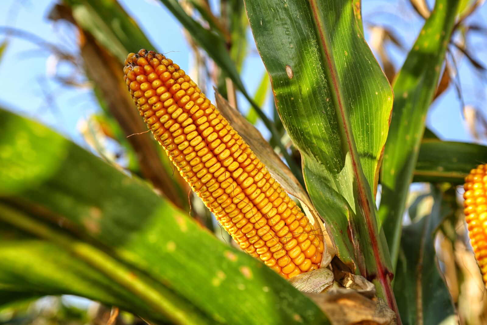 Canon EOS 5D Mark III sample photo. Corn on the cob photography