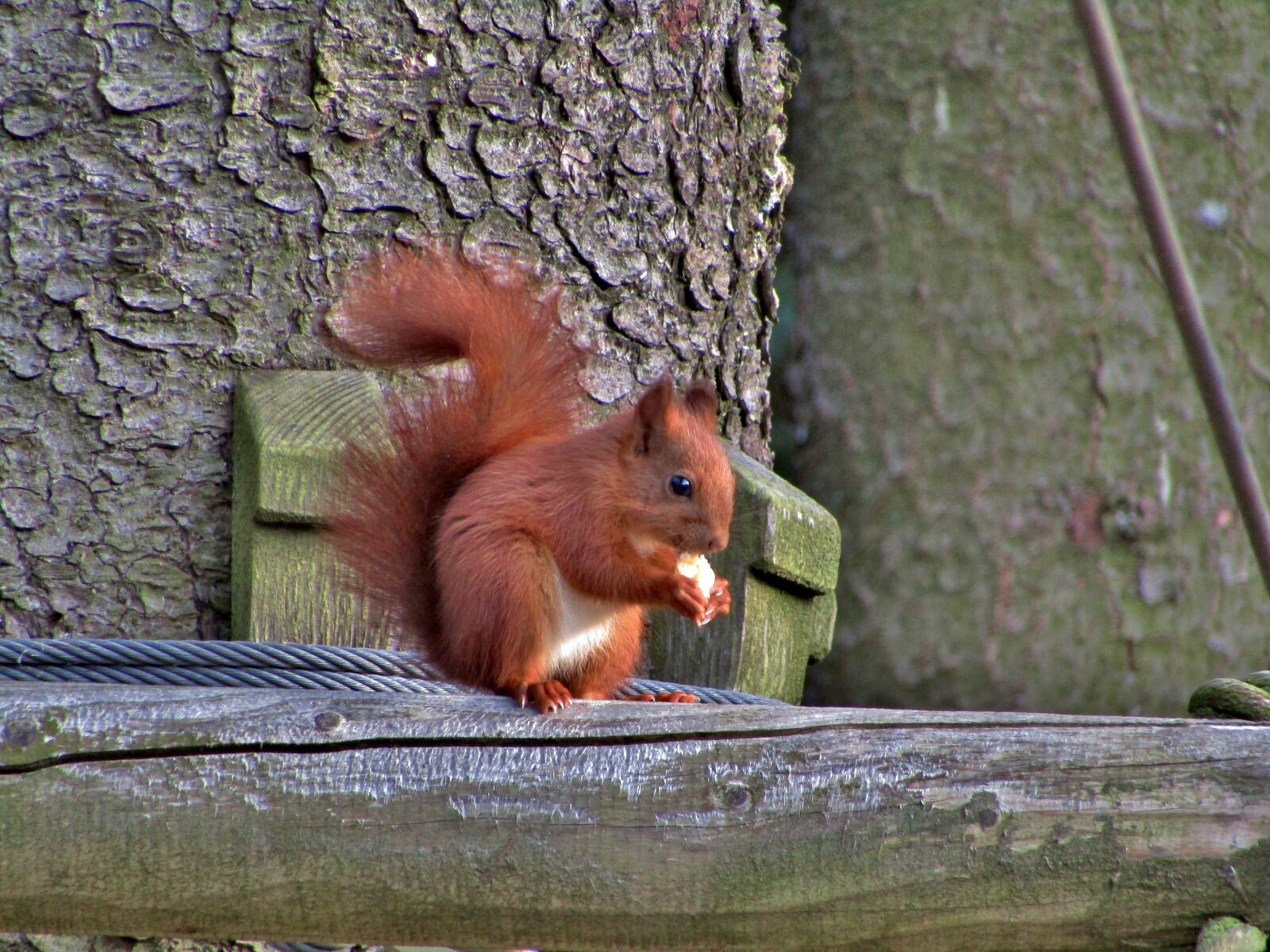 Canon POWERSHOT SX432 IS sample photo. Squirrel, food, sit photography