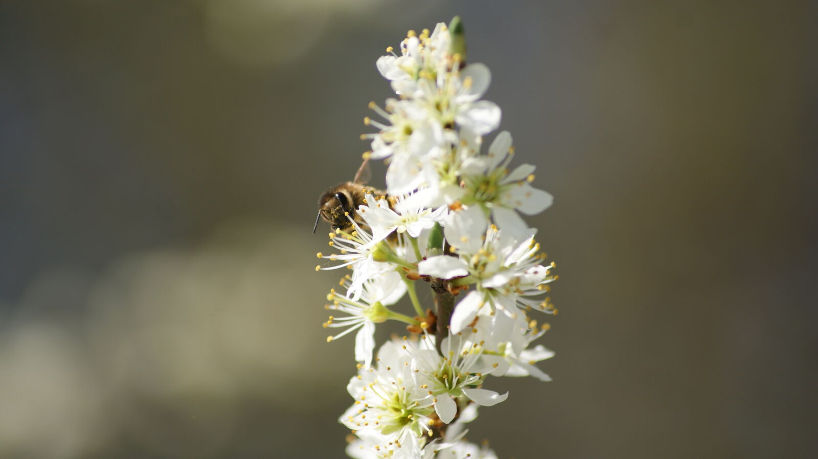 Sony Alpha DSLR-A230 + Sony DT 55-200mm F4-5.6 SAM sample photo. Bee, bees, blossom, bokeh photography